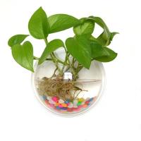 墙上绿萝花瓶客厅壁挂鱼缸房间家居装饰品挂饰幼儿园创意水培花盆 透明款 直径15厘米+免钉粘钩+仿真草+彩石