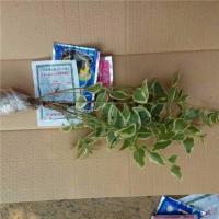 花叶蔓盆栽地栽室内外阳台长春藤垂吊植物耐热耐寒易养花叶蔓带土 试种装(花叶蔓小苗*4棵)[无]