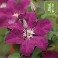 铁线莲种根盆栽花卉绿植铁线莲花苗重瓣阳台四季庭院攀援爬藤植物[11月25日发完] 红衣教主(3个装) 不含盆