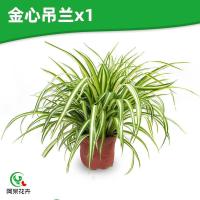 金心大吊兰盆栽吊兰室内盆栽四季常青绿植好养花卉除甲醛水培水养 大型金心吊兰x1(净化空气) 育苗盆