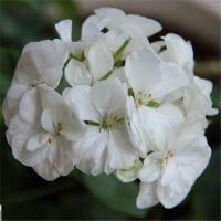 重瓣天竺葵花苗四季开花花卉绿植大花天竺葵盆栽洋绣球 编号3:碧玉 天竺葵花苗1颗装