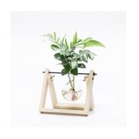 水培花架秋千架灯泡玻璃瓶办公桌面摆放水培花卉创意水培桌摆花架 原木单瓶送植物