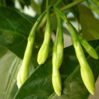 夜来香盆栽花卉植物室内阳台庭院驱蚊绿植香草浓香型树苗净化空气 三年苗一颗(送肥料生根粉) 不含盆