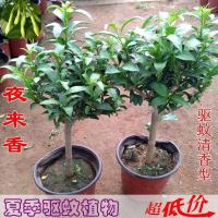 夜来香花树苗九里香夜来香盆栽花卉植物室内驱蚊花苗浓香四季开花 夜来香驱蚊[不含盆] 3年苗