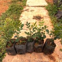 九里香盆栽浓香型净化空气吸甲醛七里香阳台庭院花卉驱蚊驱虫植物 单枝18cm左右 [1棵]特价 正品九里香[不含盆]假一赔