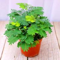 含羞草盆栽绿植盆栽室内花卉阳台绿植办公室摆件含羞草大苗害羞草 含羞草一盆[原盆原土发货]