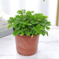 彩虹含羞草植物盆栽室内彩叶害羞草儿童趣味教室阳台养易活小绿植 含羞草[原盆原土]