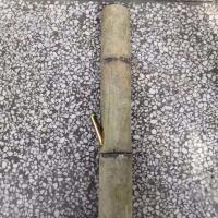 云南化州湛江特产长短款水烟筒烟具烟斗烟袋水烟袋厚竹子烟筒 原竹短款