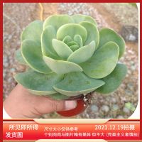 [要快L]一物一拍精品控养老桩所见即所得大颗多肉橙梦露东云碧桃 鸡蛋碧桃(14-16cm)