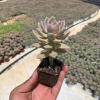 果冻淡雪 多肉植物果冻淡雪幽灵公主多肉盆栽云南基地直发原盆土 淡雪单头(体验款)