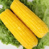 甜糯玉米棒玉米东北黏粘玉米2021真空袋装10根黄玉米5对 10支黄糯玉米