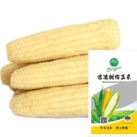 [大棒]正宗东北甜糯玉米棒新鲜糯玉米棒非转基因新鲜白粘糯玉米 白色糯玉米 6棒