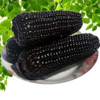 新货黑糯穗玉米山西特产忻州青穗黑糯玉米真空装6根粘糯苞米 150克*6根 黑