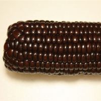 东北黑糯玉米 一份10穗