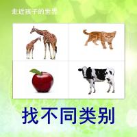 找不同类别卡片 自闭症儿童康复智力发育益智训练卡开发教具玩具 找不同类简约版5寸塑封20张
