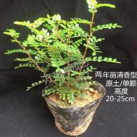 清香胡椒木盆栽浓香型正宗驱虫驱蚊草植物室内养易活绿植老桩盆景 清香型2年小苗黑袋