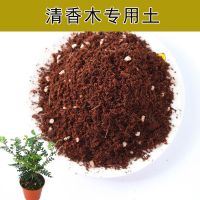 驱虫驱蚊草清香木中式盆栽室内绿植观叶植物净化空气四季常青盆景 200g清香木专用土(附赠肥一包)