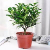 mini胡椒木清香盆栽ins风盆栽防驱蚊草植物四季好养室内绿植盆景 清香木原土原盆