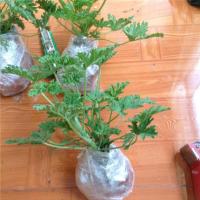 驱蚊草驱蚊植物室内防蚊香草驱蚊子绿植花卉香叶天竺葵盆栽地栽苗 原土球发货 驱蚊草一盆