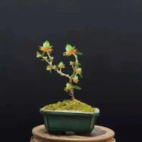 []天然檀香苗驱蚊驱虫金莲花苗盆栽花卉南北方种植耐寒 香水绿[当年开花] 1颗1月扦插小苗[发出不包活]