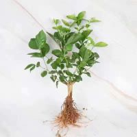 [带花苞]茉莉盆栽浓香型重瓣好养室内阳台植物驱蚊驱虫净化空气 茉莉一盆2-3棵(无花苞发货) 原土+肥料