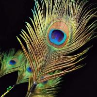 孔雀毛逗猫棒原色铃铛羽毛 钢丝猫狗玩具 手工diy逗猫杆 互动神器 大眼睛精品孔雀毛