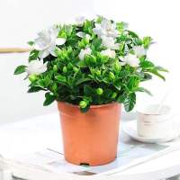 独杆栀子花苗四季开花大叶牡丹栀子花盆栽浓香型客厅阳台带花苞 不含盆 丛生大栀子花