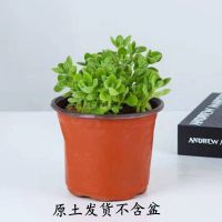 碰碰香盆栽一抹香喷喷香随手室内驱蚊多肉老桩植物净化空气好养花 碰碰香1盆[原土球发货]送肥