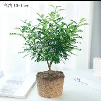 2年苗1盆原土发货+送肥料 驱虫驱蚊植物清香木盆栽室内绿植植物四季常青胡椒木净化空气花卉