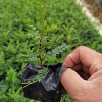 *1年苗无 不包活* [超级耐寒]驱蚊驱虫清香木盆栽绿植室内四季常青盆景驱蚊草花卉