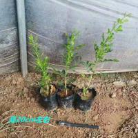 2年小苗3棵 四季开花九里香花卉盆栽室内驱蚊驱虫除甲醛植物大小苗不带花发货