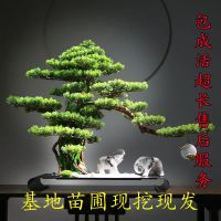 幼苗无根根[零件] 包成活迎客松盆景栽好养室内外花卉四季常青耐寒耐热驱蚊驱虫绿植