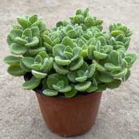 小碰碰香4株左右 不含盆 碰碰香盆栽 一抹香 香草多肉植物驱蚊 驱虫净化空气绿植花卉