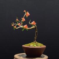 粉嫩[包成活 包开花 一棵幼苗[不包活] 天然檀香苗平安聚财纳福金莲花苗盆栽花卉南北方种植耐寒驱蚊驱虫