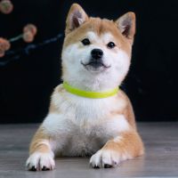 绿色 植物精油驱蚊配方 小号33CM可剪裁适合幼犬猫咪 狗狗驱虫项圈除跳蚤柴犬驱蚊宠物体外除螨防蚤虱子宠物用品猫圈