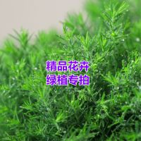 直播秒拍请勿乱拍 精品花卉绿植专拍盆栽小盆景带盆栽好办公室客厅茶桌阳台好养易活