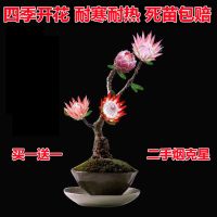 主图款[当年开花]死苗包赔 超小苗[1颗]不开花 不包活 []天然檀香苗驱蚊驱虫金莲花苗盆栽花卉南北方种植耐寒