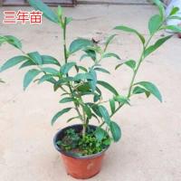 3年苗带分枝 当年开花 带原土发货 送肥料 夜来香盆栽浓香型花卉夜来香树苗夏季秋季开花植物九里香四季常青