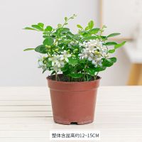 [亏本特价]小九里香原土盆 九里香盆栽植物水培室内七里香四季开花净化绿植盆景驱蚊花卉新品