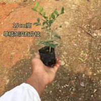 小苗单枝[2棵] 原土球发货[包活] 九里香盆栽驱蚊植物室内阳台四季开花绿植七里香盆景开花浓香花卉