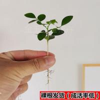 九里香[幼苗1颗-成活率低] 当年开花[浓香型-开花满屋子香] 九里香盆栽室内好养花卉绿植桌面小盆景四季开花水培植物净化