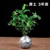 清香3年中苗1棵(根系发达) 清香木绿植花卉盆栽驱蚊土培树苗卧室客厅四季常青除甲醛净化空气