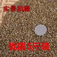 5斤决明子 决明子玩具沙野生无杂质散装宝宝枕头填充沙滩池儿童沙子沙滩沙子