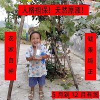 250ml 外用 丝瓜水原液爽肤水补水美白收缩毛孔男女学生卸妆水保湿液天然喷雾