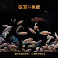 泰国斗鱼活鱼半月马尾狮王将军糖果活体热带鱼耐养耐活的观赏鱼 斗鱼饲料50克一包