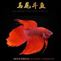 泰国斗鱼活体半月狮王马尾斗鱼抱卵母鱼活体热带鱼观赏小型鱼 烂尾马尾(可长好) 斗鱼单品