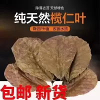 泰国斗鱼活体半月将军狮王马尾斗鱼抱卵母鱼活体热带鱼观赏小型鱼 榄仁叶6片