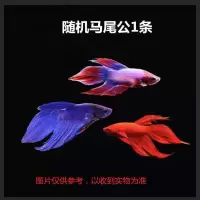 泰国斗鱼公母一对半月狮王马尾斗鱼苗宠物鱼热带观赏鱼好养小型鱼 随机练手马尾公鱼1条