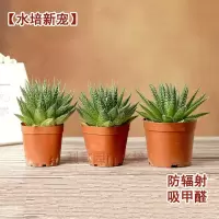 [水培新宠]冰灯芦荟盆栽水培植物室内水养花卉绿植多肉波露 小冰灯芦荟[送肥料]