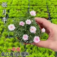 姬月季达摩小叶九里香小叶赤楠六月雪掌中盆栽迷你盆栽桌面盆栽 姬月季(中苗)
